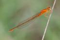 Ischnura pumilio (Scarce Blue-tailed Damselfly) female 9.JPG